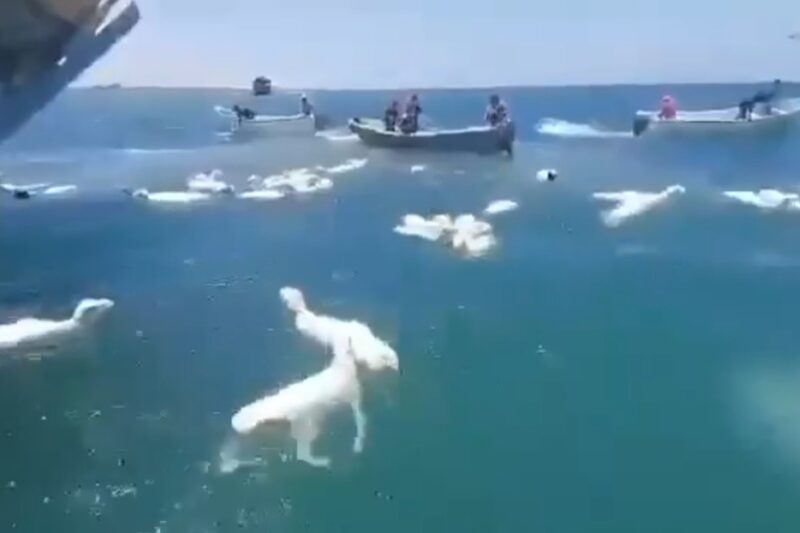 Al Mar caída de ovejas pone a prueba la agilidad de barqueros