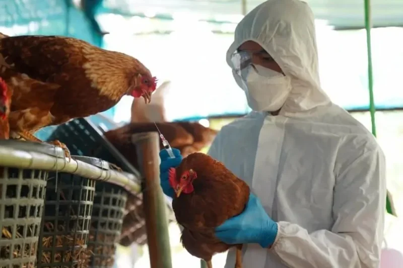 México, Uruguay y Chile suspenden compras de pollo brasileño por la gripe aviar