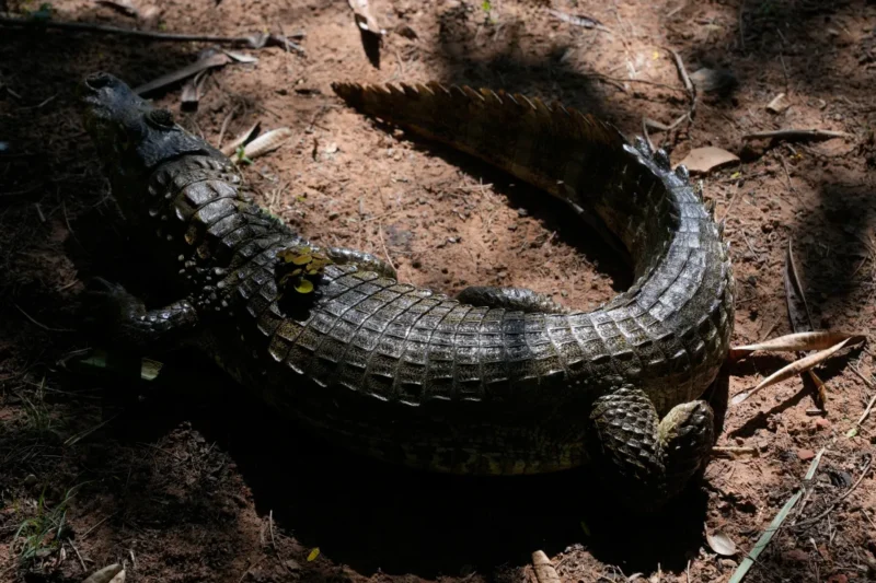 Encuentran cadáver misterioso caimán sin cabeza ni cola que causa alarma en Florida