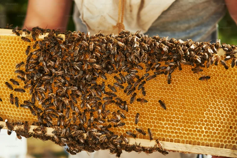 Hombre muere tras ser atacado por enjambre de abejas en Texas