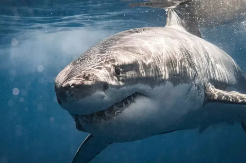 Video: Un tiburón en las orillas de las playa de Guayacanes RD