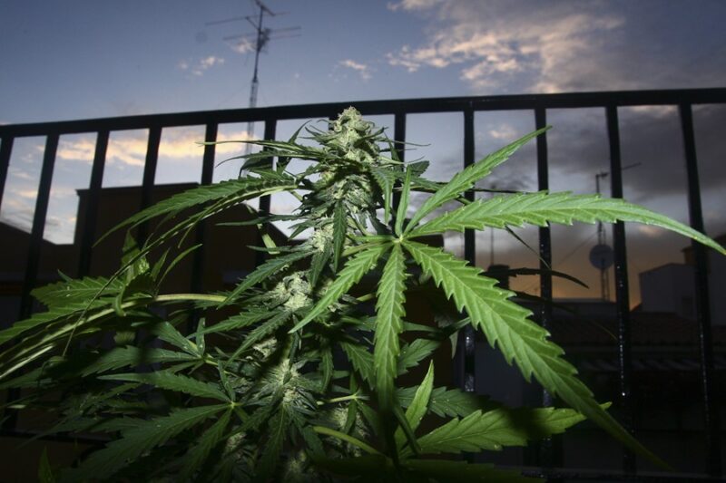 Desmantelan más de US$120 millones en cannabis ilegal en California