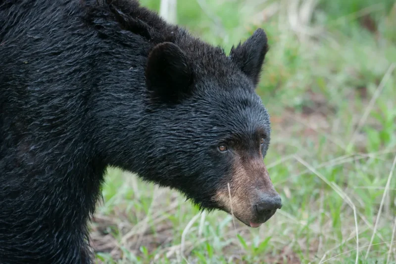 Hombre de 89 años y su perro murieron por ataque de oso en Florida