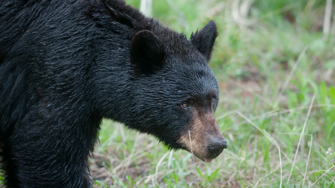 Hombre de 89 años y su perro murieron por ataque de oso en Florida Hombre de 89 años y su perro murieron por ataque de oso en Florida