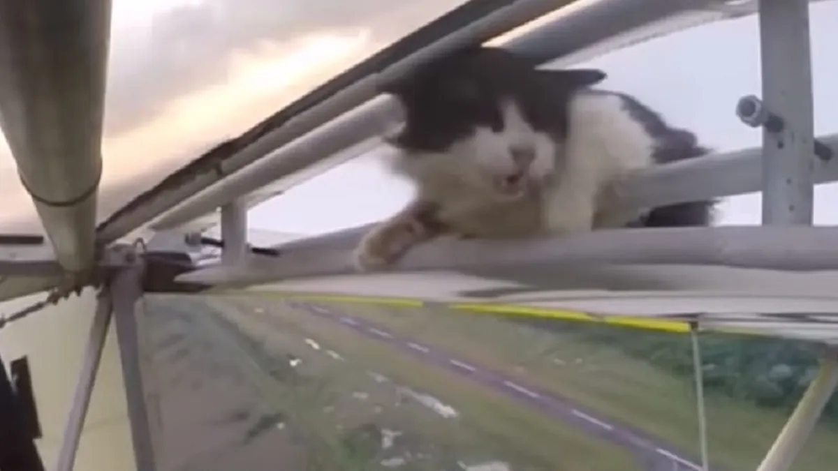 Gato de un aeropuerto sorprende al viajar sobre el ala de un avión