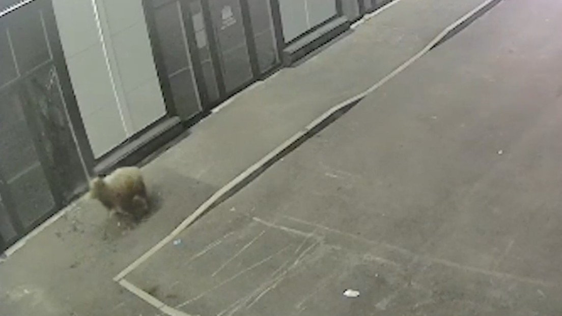 Oveja enfurecida destruye vitrina de un comercio y entra al local