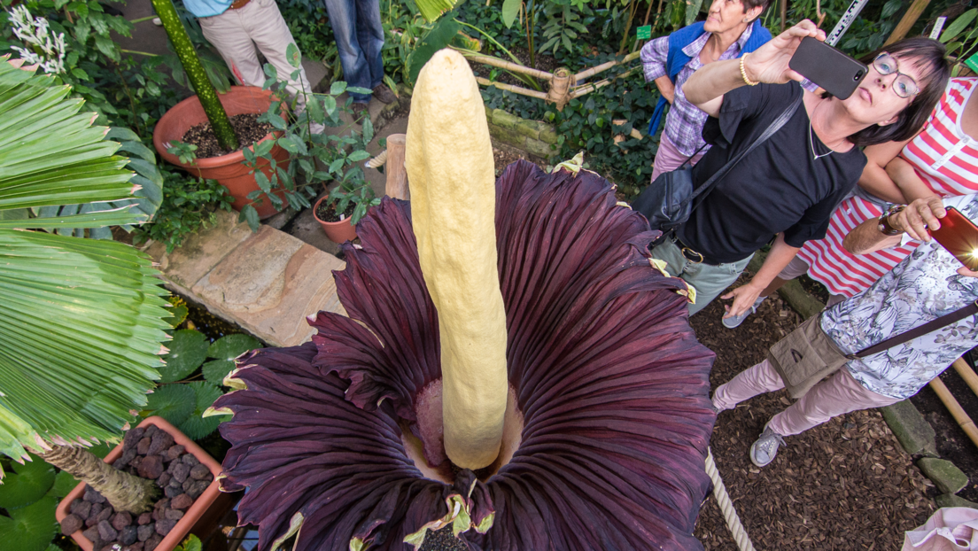 Se llevan la gigantesca y maloliente flor considerada la más grande del planeta