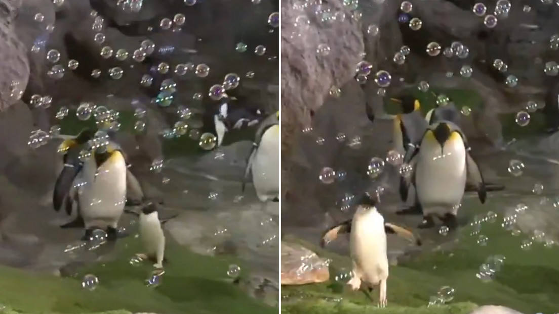 Pingüino causa sensación en redes con su divertida danza entre burbujas