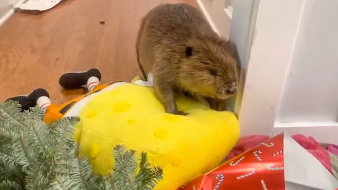 Castor rescatado sorprende al mostrar su habilidad natural para hacer presas