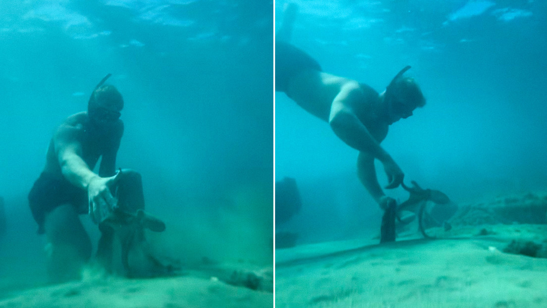 Marinero solitario entabla una amistad sorprendente con un pulpo en el Caribe