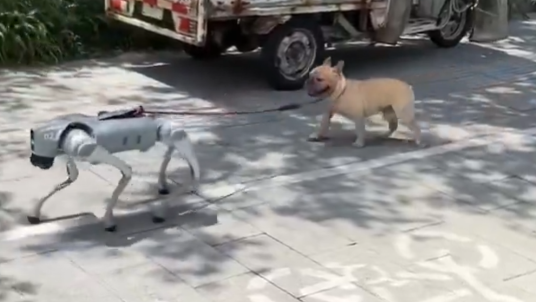 Un robot sorprende al pasear a un perro de verdad