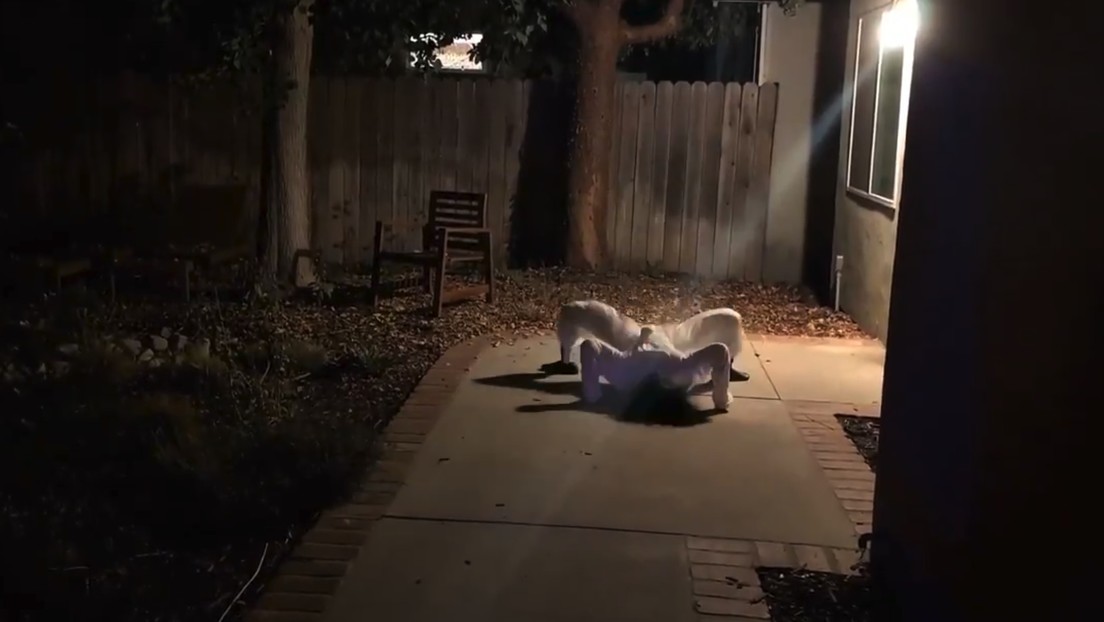 “Este robot aterrador se roba todas las miradas en Halloween”