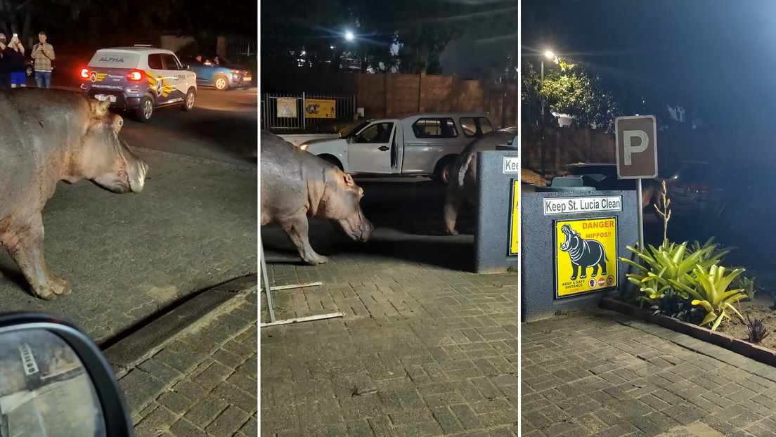 Manada de hipopótamos causa caos vial en una carretera de Sudáfrica