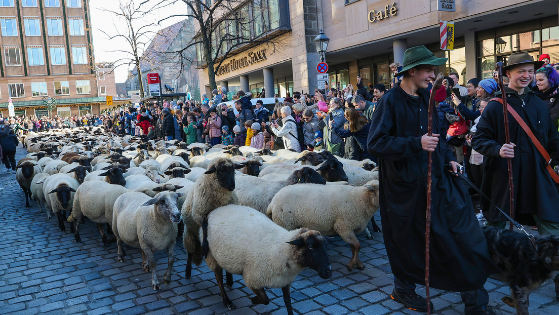 Gran manada de ovejas provoca caos temporal en una ciudad alemana