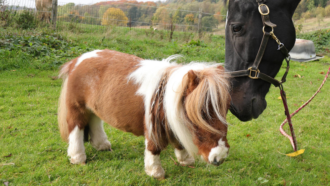 Descubren al caballo más diminuto que se ha visto en la historia