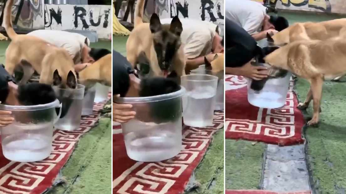 Perro regaña a su dueño tras descubrirle una trampa en un desafío