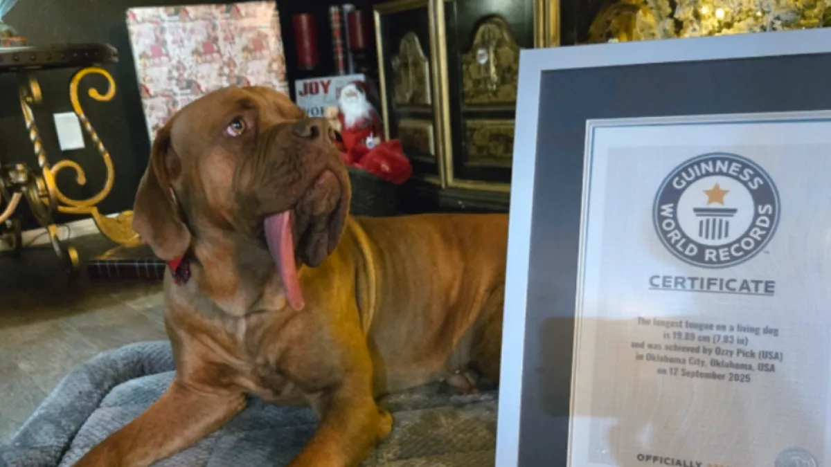 Ozzy, el perro sensación que rompe récord con su increíblemente larga lengua