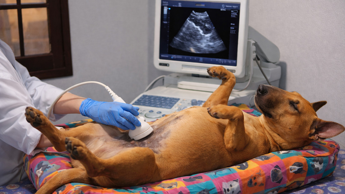 Un perro sorprende en redes por su serenidad absoluta en el veterinario