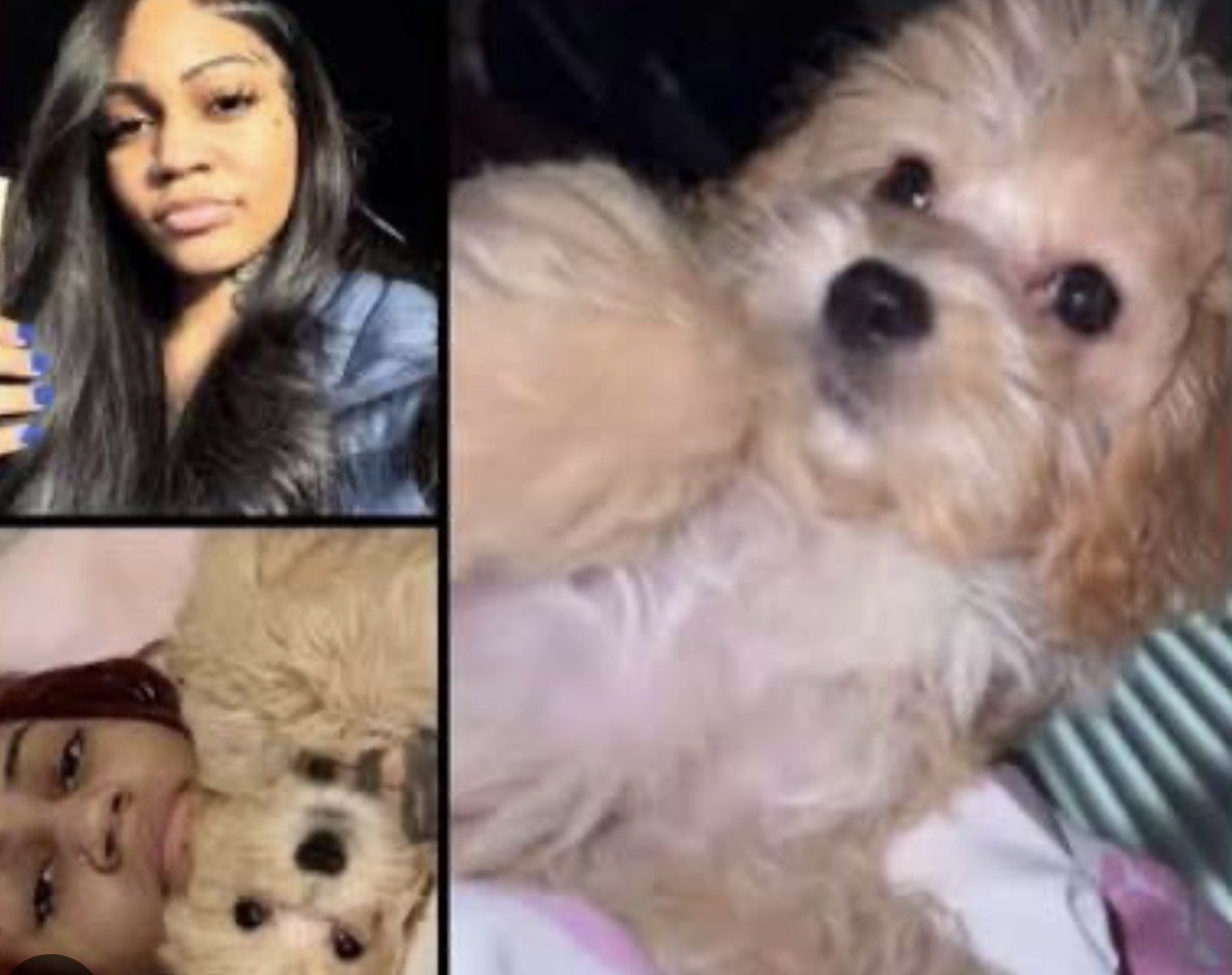 Streamer aspen kartier arrestada y acusada de crueldad animal Muy viral hoy