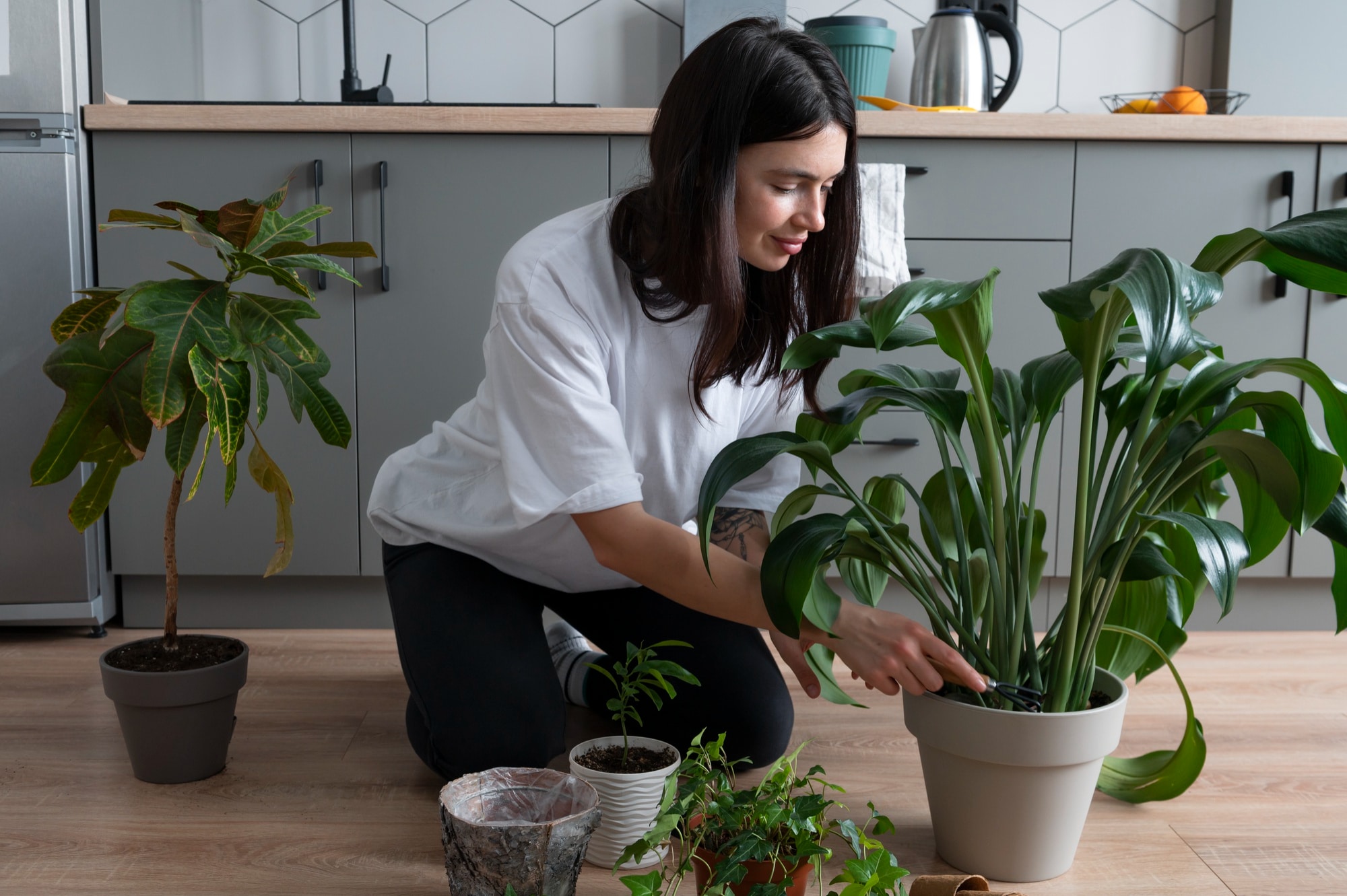 Cuatro plantas ideales para purificar el aire en casa