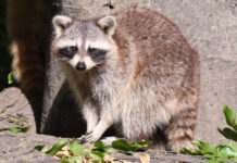Insólito huésped: mapache vivía dentro de una estación de TV en EE.UU.