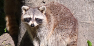 Insólito huésped: mapache vivía dentro de una estación de TV en EE.UU.