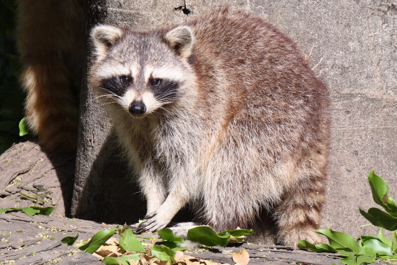 Insólito huésped: mapache vivía dentro de una estación de TV en EE.UU. Insólito huésped: mapache vivía dentro de una estación de TV en EE.UU.