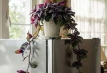 La razón energética por la que el Feng Shui sugiere una planta sobre el refrigerador