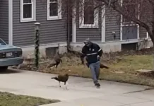 Huye despavorido tras inesperado ataque de pavos silvestres