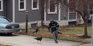 Huye despavorido tras inesperado ataque de pavos silvestres