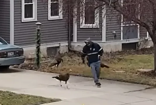 Huye despavorido tras inesperado ataque de pavos silvestres