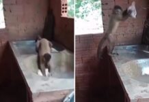 Mono sorprende al aprender a lavar ropa mejor que los humanos