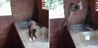 Mono sorprende al aprender a lavar ropa mejor que los humanos