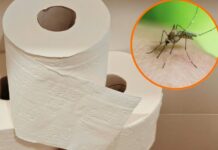 El truco casero con papel higiénico para ahuyentar mosquitos