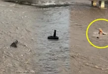 Hallan sin vida a rescatista que intentó salvar a un perro en el río Rímac
