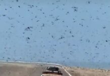 Lo que parecía un paseo tranquilo se convierte en pesadilla tras la invasión de langostas en la carretera.