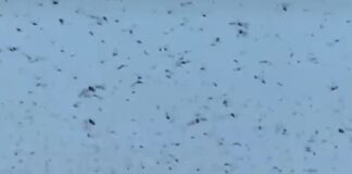 Lo que parecía un paseo tranquilo se convierte en pesadilla tras la invasión de langostas en la carretera.