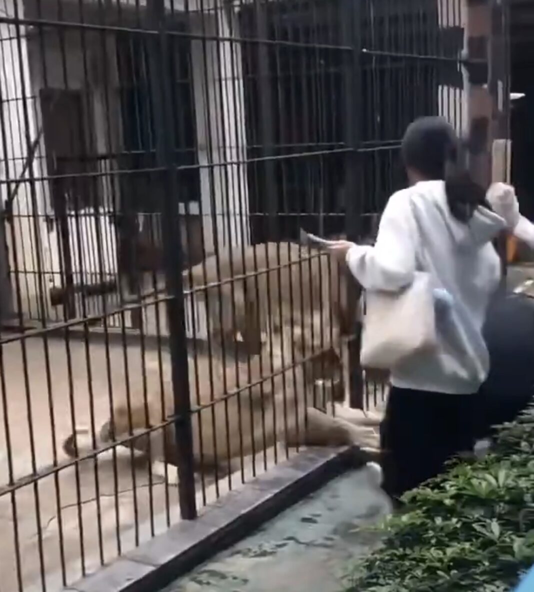 “Esto pasa cuando ignoras la regla más clara: no te acerques al león” “Esto pasa cuando ignoras la regla más clara: no te acerques al león”