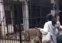 “Esto pasa cuando ignoras la regla más clara: no te acerques al león”