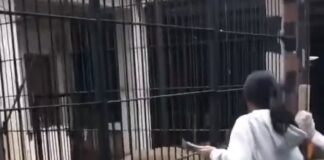 “Esto pasa cuando ignoras la regla más clara: no te acerques al león”