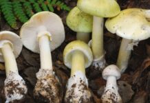 Alerta en California: muertes vinculadas a hongos tóxicos tras temporada de lluvias