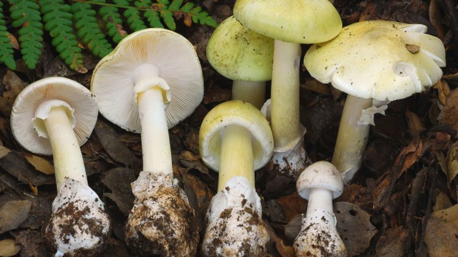 Alerta en California: muertes vinculadas a hongos tóxicos tras temporada de lluvias