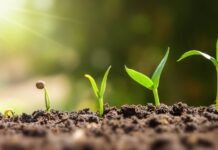 Cinco plantas que muchos consideran portadoras de mala suerte