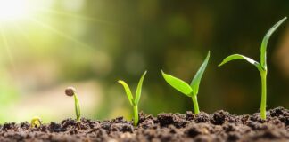Cinco plantas que muchos consideran portadoras de mala suerte