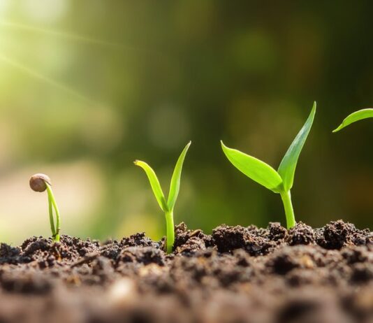 Cinco plantas que muchos consideran portadoras de mala suerte