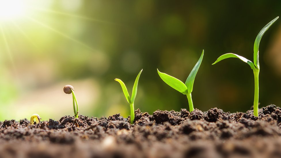 Cinco plantas que muchos consideran portadoras de mala suerte 9 Cinco plantas que muchos consideran portadoras de mala suerte