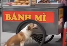 “¡Denle el Oscar a este perro! 🏆 Se ‘cura milagrosamente’ en cuanto ve que llega la comida”