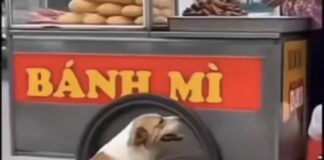 “¡Denle el Oscar a este perro! 🏆 Se ‘cura milagrosamente’ en cuanto ve que llega la comida”