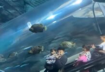 Increíble en China: una escalera mecánica lleva a los visitantes directo al fondo del océano