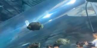 Increíble en China: una escalera mecánica lleva a los visitantes directo al fondo del océano